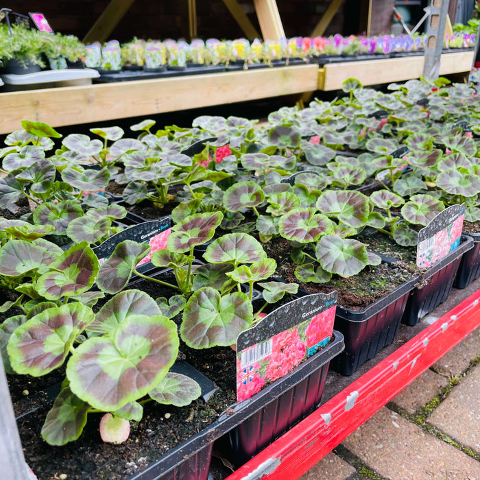 Summer Bedding plants are starting to arrive! But watch out for the Frost!