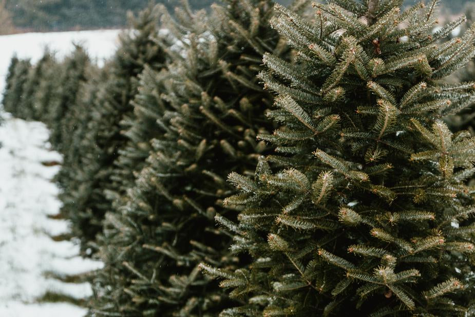 REAL CHRISTMAS TREES AVAILABLE