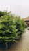 Windlebridge Garden Nursery  Real Christmas Trees 5-6ft Nordmann Fir Christmas Tree 5-6ft Nordmann Fir Christmas Tree | Windlebridge Garden Nursery