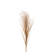 Floral Silk Reed Spray Cream Reed Spray 77cm In Cream Or Brown