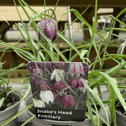 Windlebridge Garden Nursery  Fritillaria Fritillaria Snaked Head 1L Pot