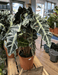 Windlebridge Garden Nursery  House plants Alocasia Polly
