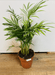Windlebridge Garden Nursery  House plants chamaedorea elegans - Parlour Palm