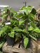 Windlebridge Garden Nursery  House plants Epipermnum Aureum On A Pole