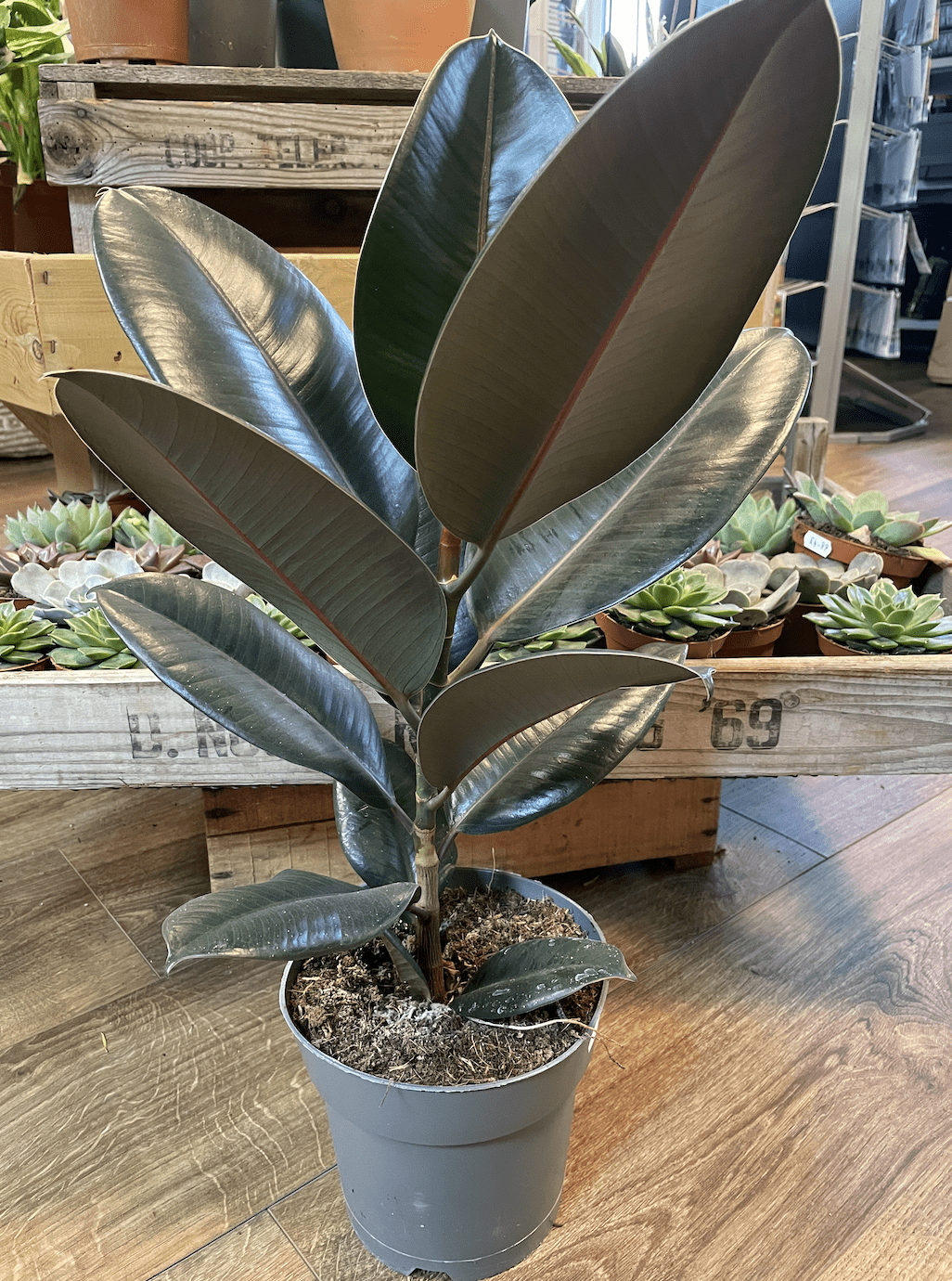 Ficus Abidjan