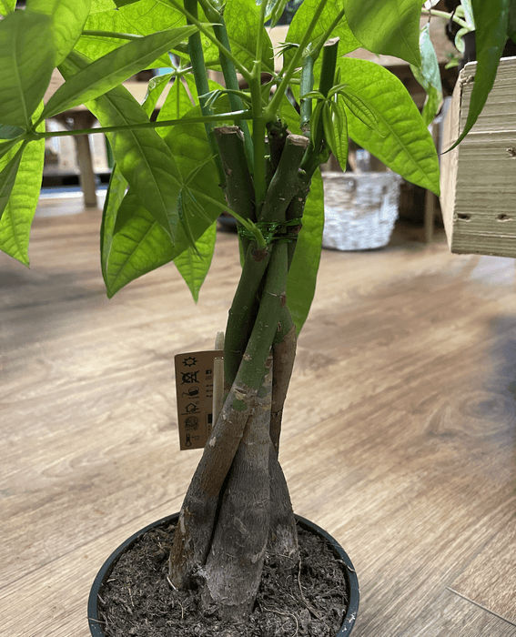 Where can i find a money discount tree