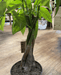Windlebridge Garden Nursery  House plants Pachira Aquatica - Money Tree