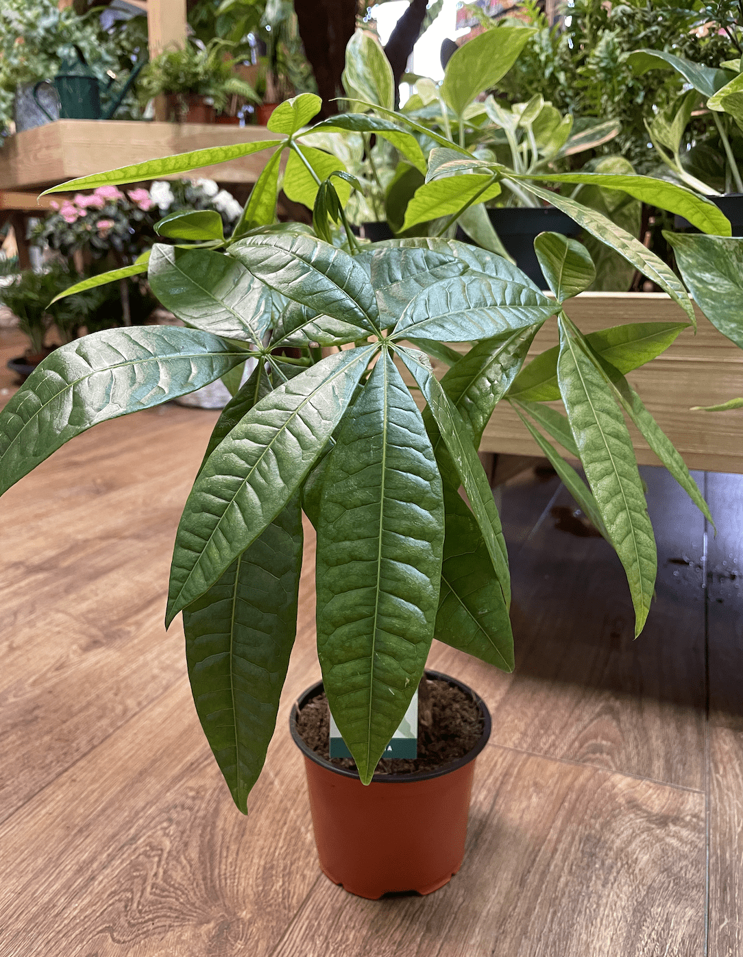 money tree plant uk Pachira Aquatica
