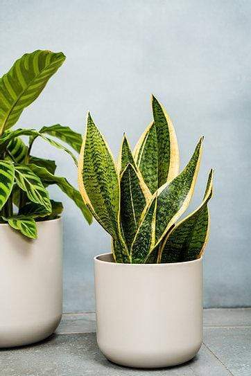 ivyline plant pots Ivyline Lisbon Plant Pot Light Grey — Windlebridge Garden Nursery
