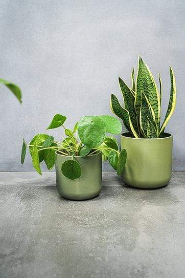 ivyline plant pots Ivyline Lisbon Plant Pot Olive — Windlebridge Garden Nursery