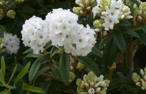 Windlebridge Garden Nursery  Rhododendron Rhododendron Arctic Tern 3L Pot