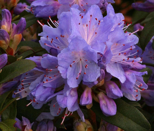 Windlebridge Garden Nursery  Rhododendron Rhododendron Blue Tit 3L Pot