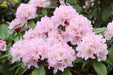 Windlebridge Garden Nursery  Rhododendron Rhododendron Christmas Cheer 7.5L Pot