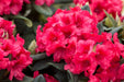 Windlebridge Garden Nursery  Rhododendron Rhododendron Dopey 3L Red