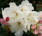 Windlebridge Garden Nursery  Rhododendron Rhododendron Dr Reiger 7.5L Pot