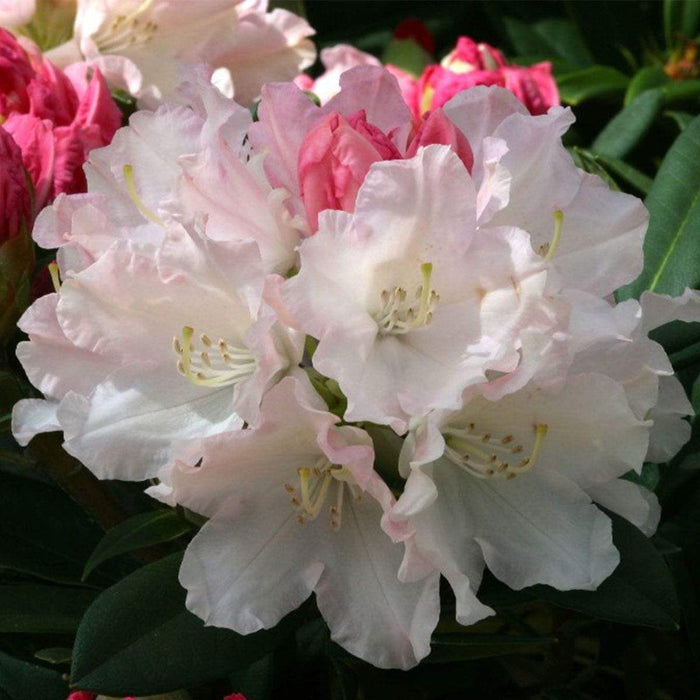 Windlebridge Garden Nursery  Rhododendron Rhododendron Dreamland 3L Pot Cream/pink