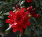 Windlebridge Garden Nursery  Rhododendron Rhododendron Elizabeth Hobbie 3L