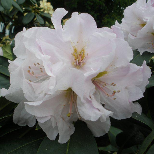 Windlebridge Garden Nursery  Rhododendron Rhododendron Eskimo White 7.5L Pot