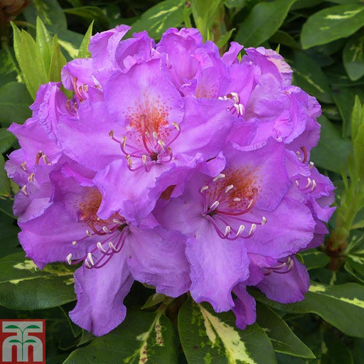 Windlebridge Garden Nursery  Rhododendron Rhododendron Goldflimmer 7.5L Pot