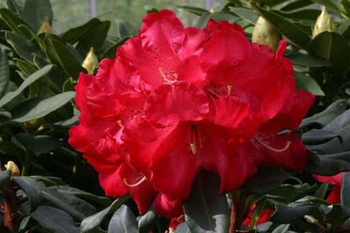 Windlebridge Garden Nursery  Rhododendron Rhododendron Half Dan Lem 15L Pot