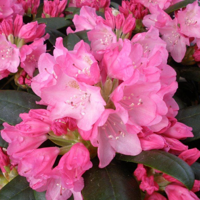 Windlebridge Garden Nursery  Rhododendron Rhododendron Kalinka 3L Pot Pink