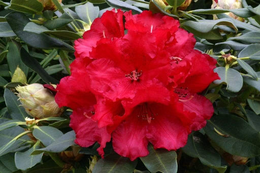 Windlebridge Garden Nursery  Rhododendron Rhododendron Markeetas Prize
