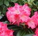 Windlebridge Garden Nursery  Rhododendron Rhododendron Morning Red 3L Pot