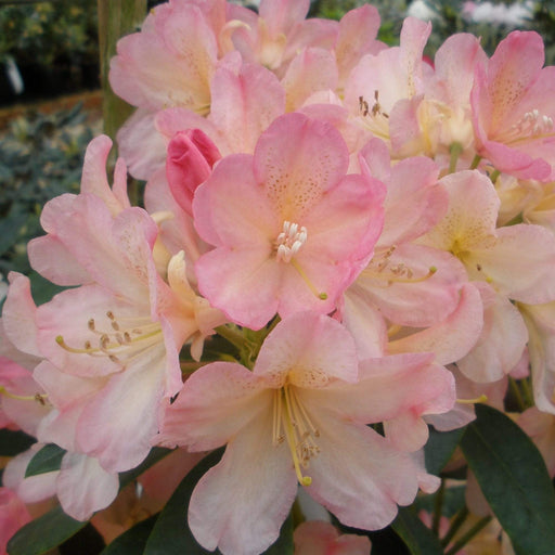 Windlebridge Garden Nursery  Rhododendron Rhododendron Percy Wiseman 3L Pot
