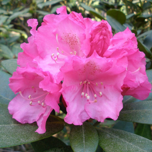 Windlebridge Garden Nursery  Rhododendron Rhododendron Polaris 3L Pot