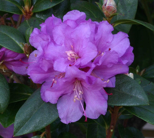 Windlebridge Garden Nursery  Rhododendron Rhododendron Praecox 3L Pot