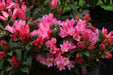 Windlebridge Garden Nursery  Rhododendron Rhododendron Razor Bill 3L Pot