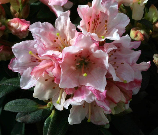 Windlebridge Garden Nursery  Rhododendron Rhododendron Wee Bee 3L Pot