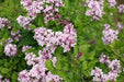 Windlebridge Garden Nursery  Syringa Syringa (Lilac) Paliban 7.5L Pot